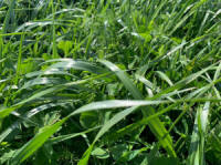 Mixtures of grasses sports lawns pasture grasses Polish grass seeds